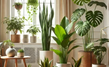 pictorial description of Indoor Plants for home improvement