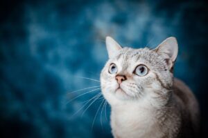 photo of Keep Your Pet Safe