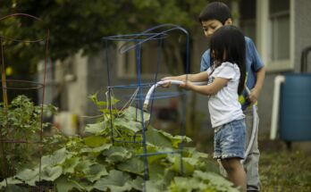 Pictorial description of Kitchen Gardening on Roofs: A Simple Guide