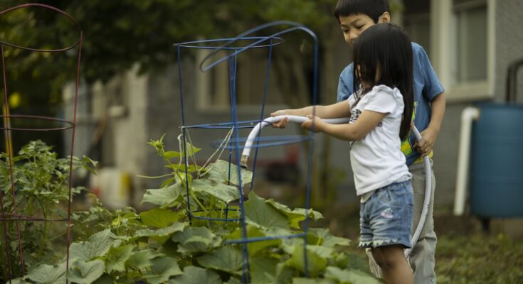 Pictorial description of Kitchen Gardening on Roofs: A Simple Guide