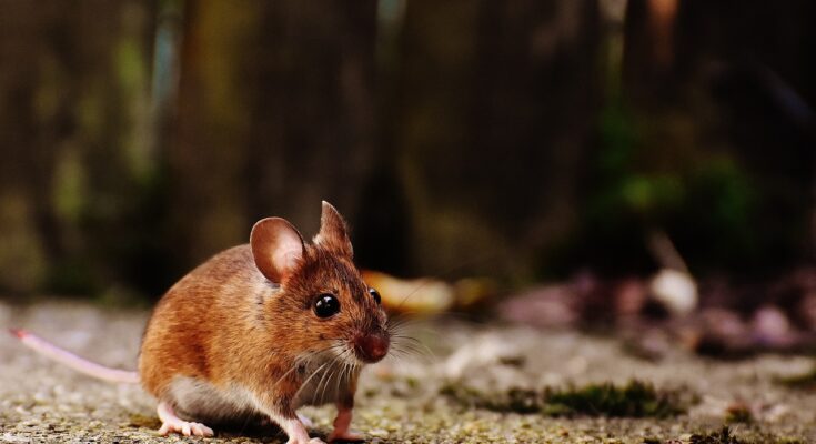 photo of Mouse Proof Your Home
