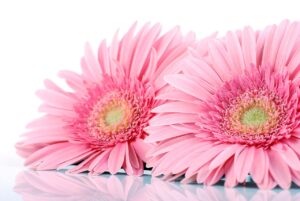 photo of Flowers to decorate