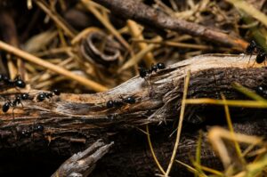 photo of lysol finishes ants