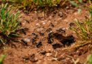 photo of lysol finishes ants