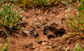 photo of lysol finishes ants