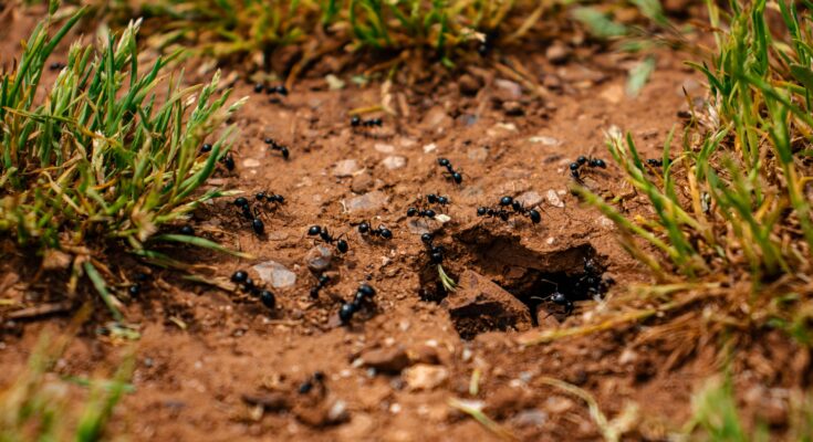 photo of lysol finishes ants