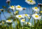 photo of Flowers to decorate