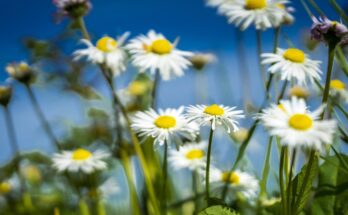 photo of Flowers to decorate