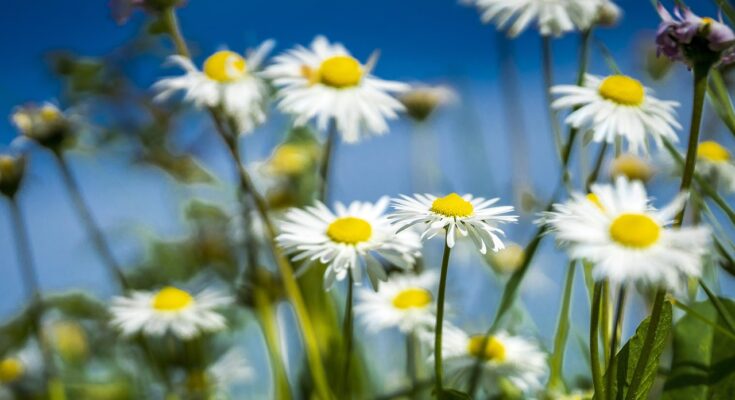 photo of Flowers to decorate